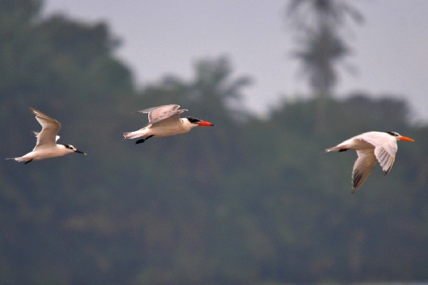 Caspian Tern, together with Sandwich (left) and Royal (right) Terns