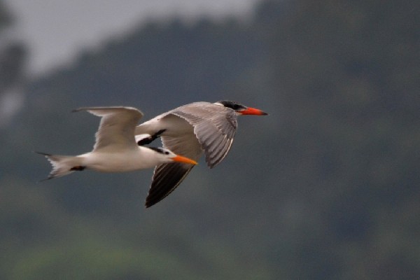 Caspian Tern (pole position) together with a Royal Tern
