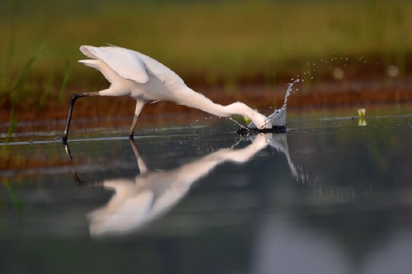 Little Egret, in action
