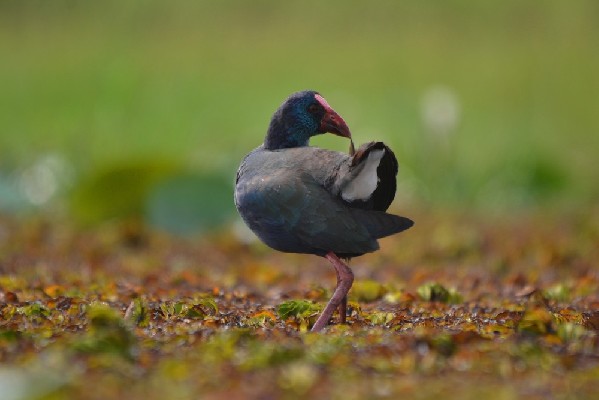 African Swamphen, cleaning session