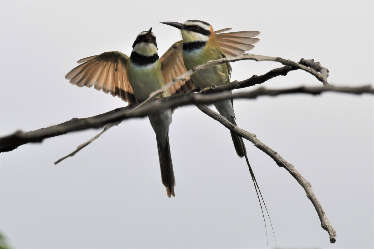White-throated Bee-eaters