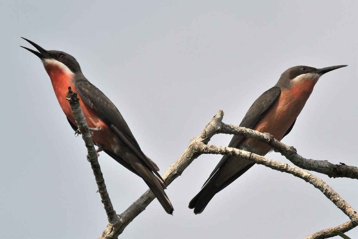 Rosy Bee-eaters