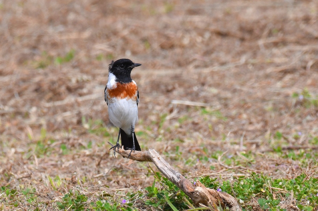 African Stonechat (salax)