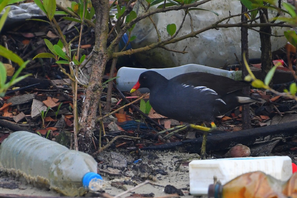 Common Moorhen - Confirmation of presence and breeding of the  species in Gabon