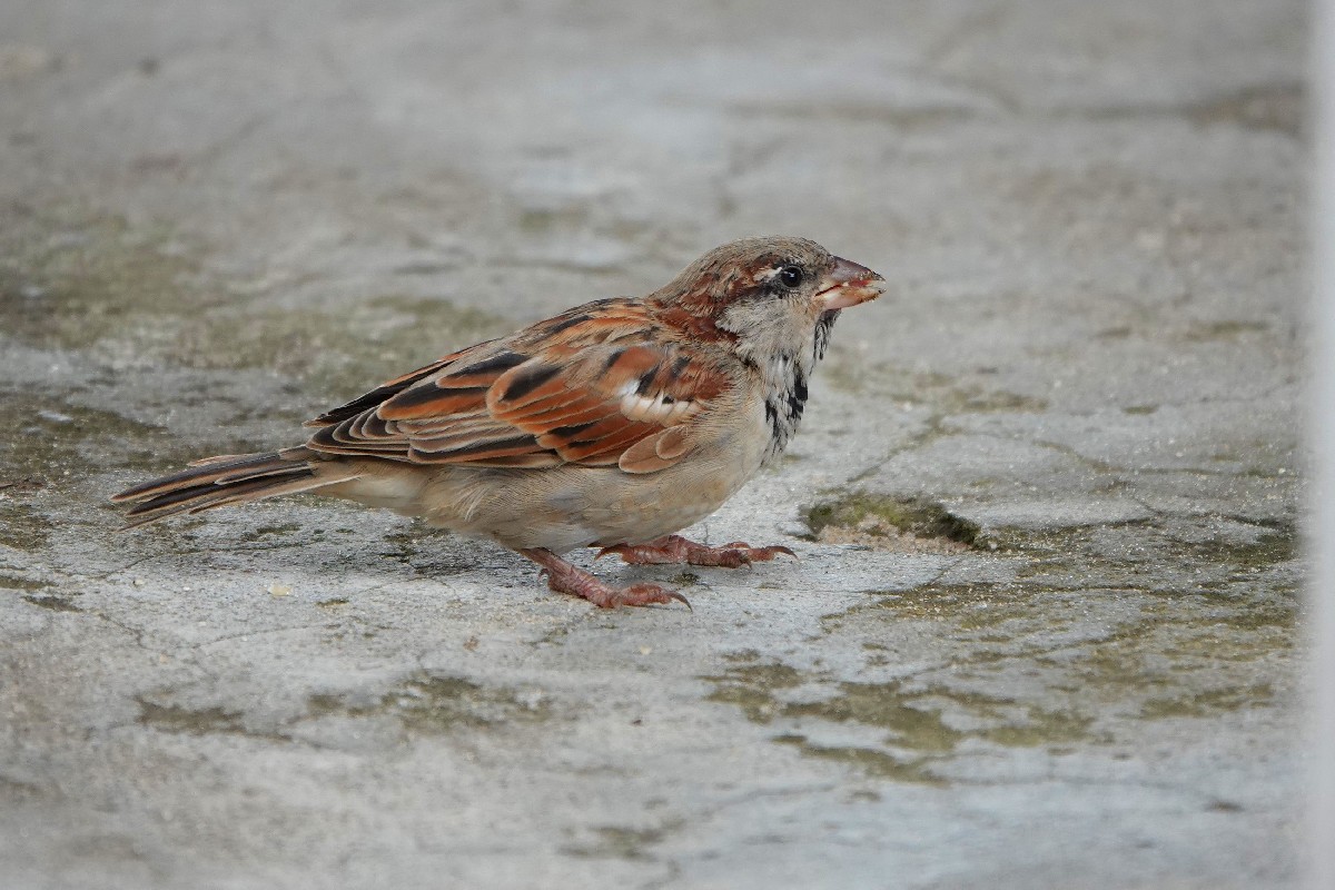 House Sparrow, 'young male'