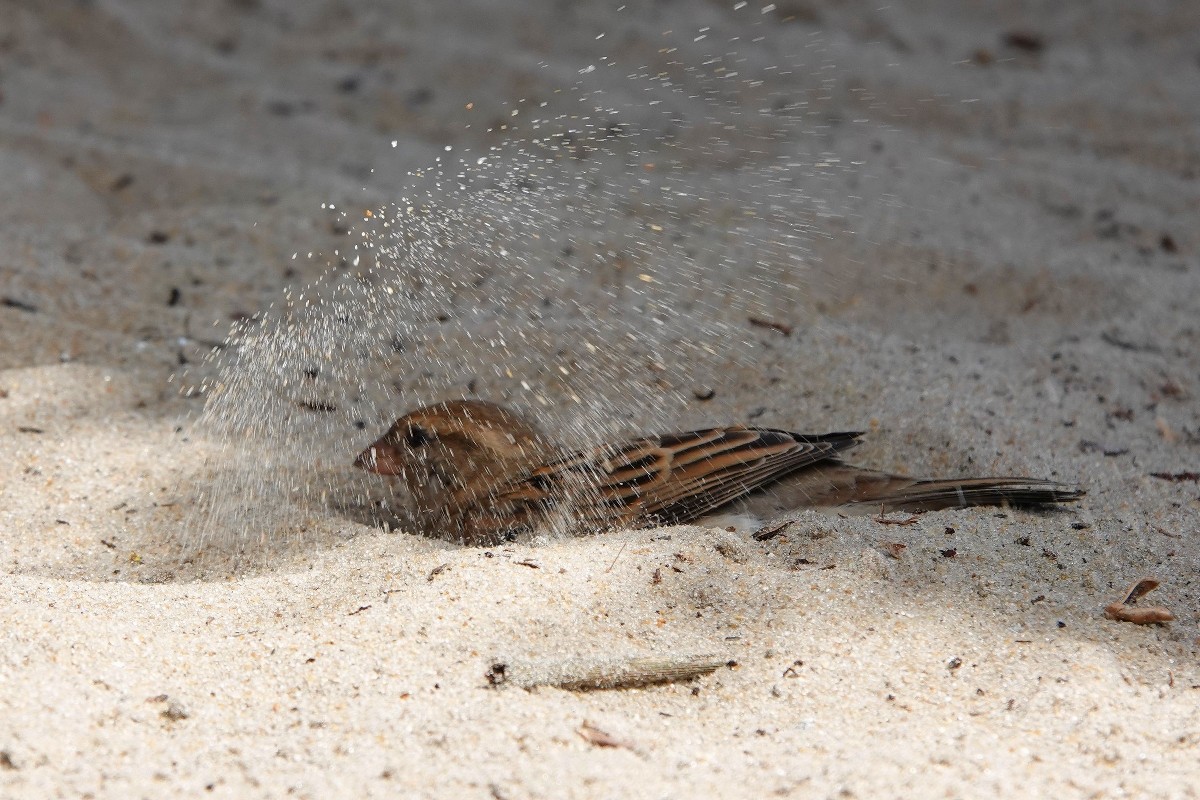 House Sparrow, sandbathing