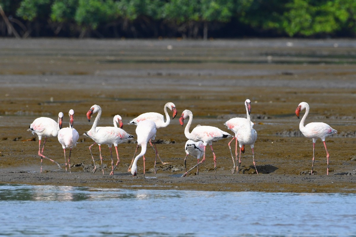 Eleven erratic Lesser Flamingos, in Gabon for (at least) two weeks