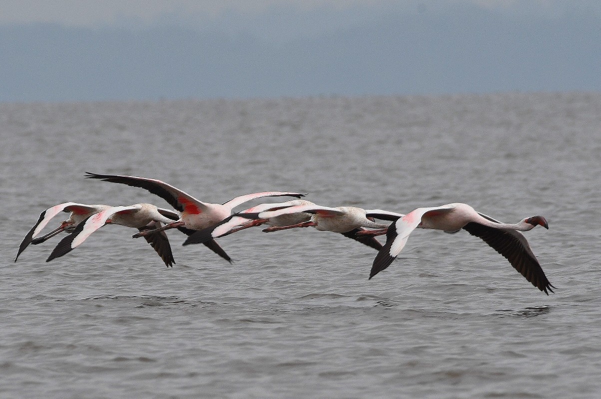 Eleven erratic Lesser Flamingos, in Gabon for (at least) three weeks