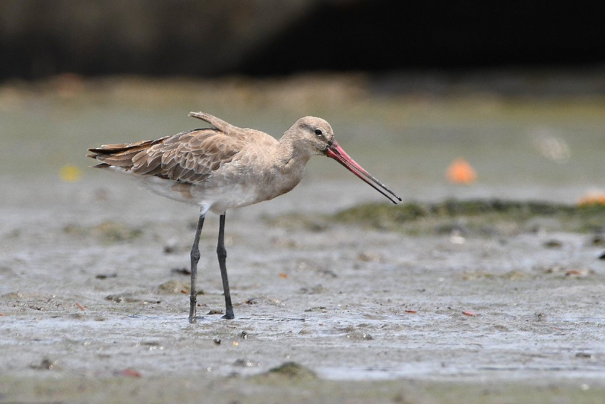 Black-tailed Godwit [confirmed record, 30 January 2021]