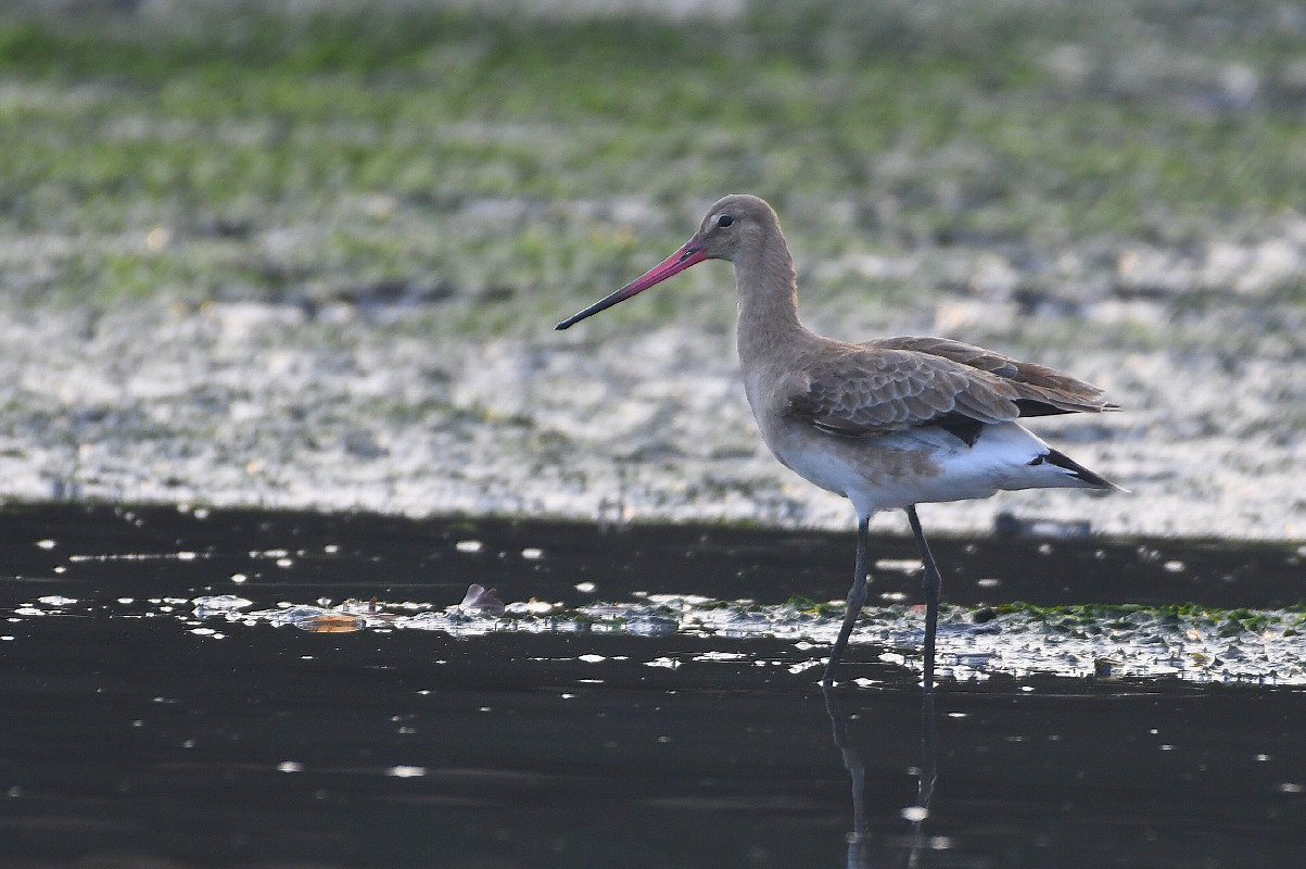 Black-tailed Godwit [confirmed record, 21 February 2021]
