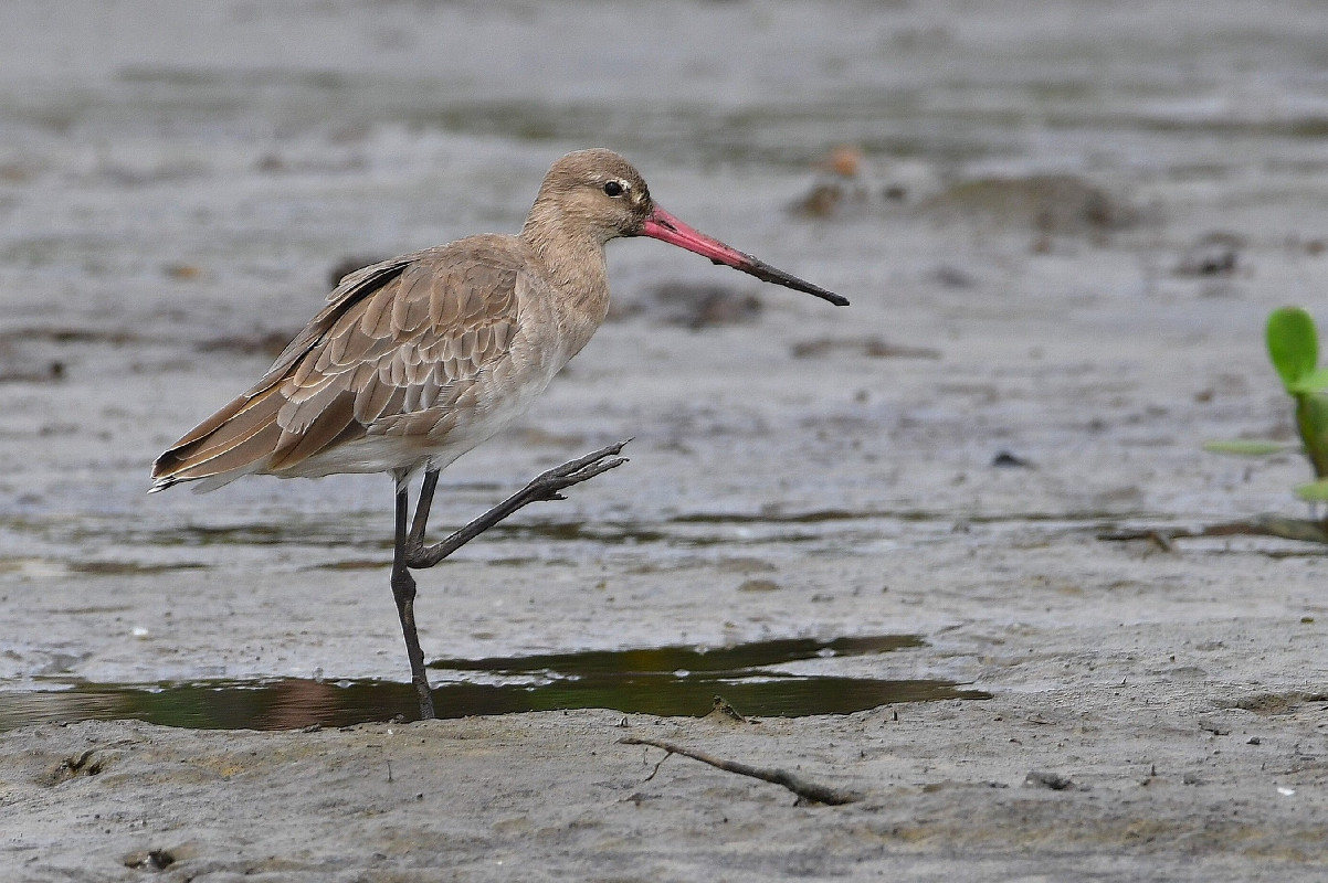 Black-tailed Godwit [confirmed record, 26 June 2021]