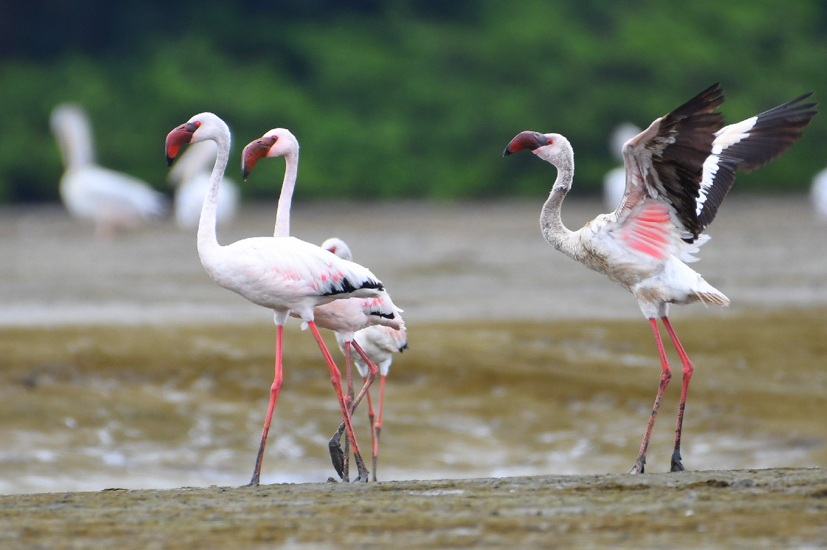 Vagrant Lesser Flamingos