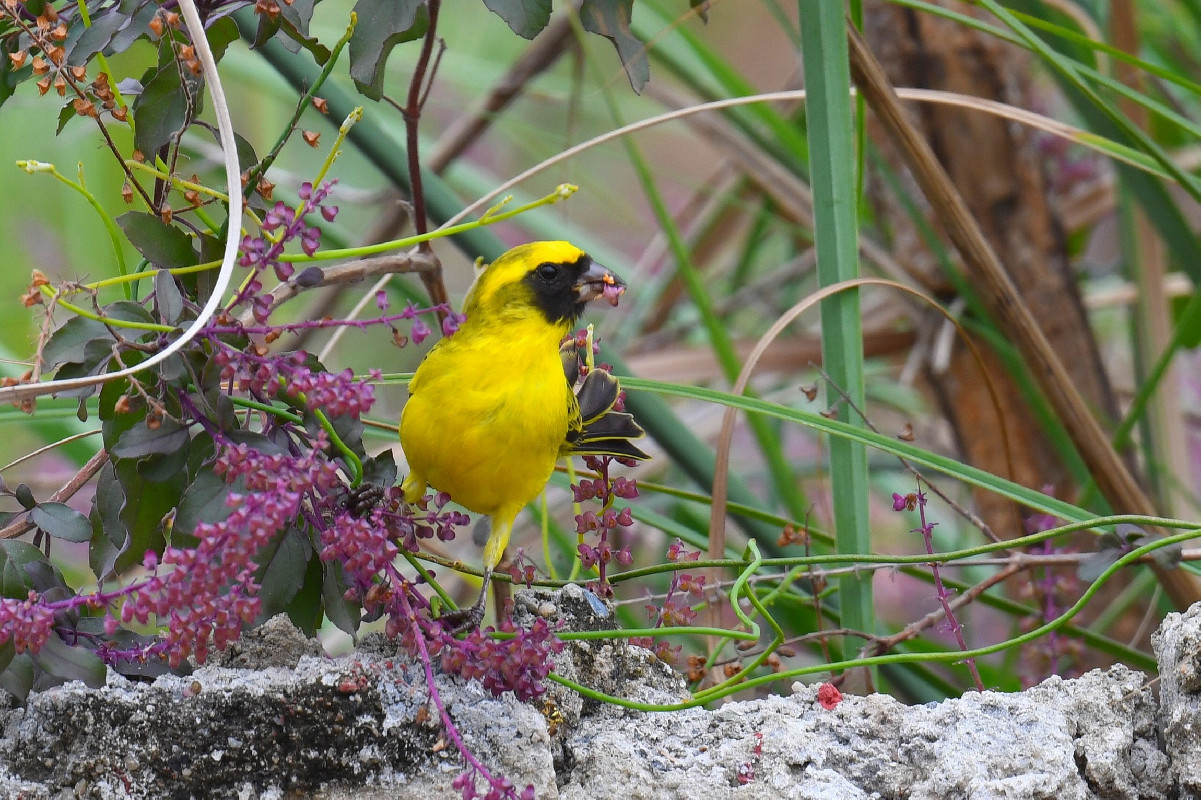 Black-faced Canary (out of the known distribution range)