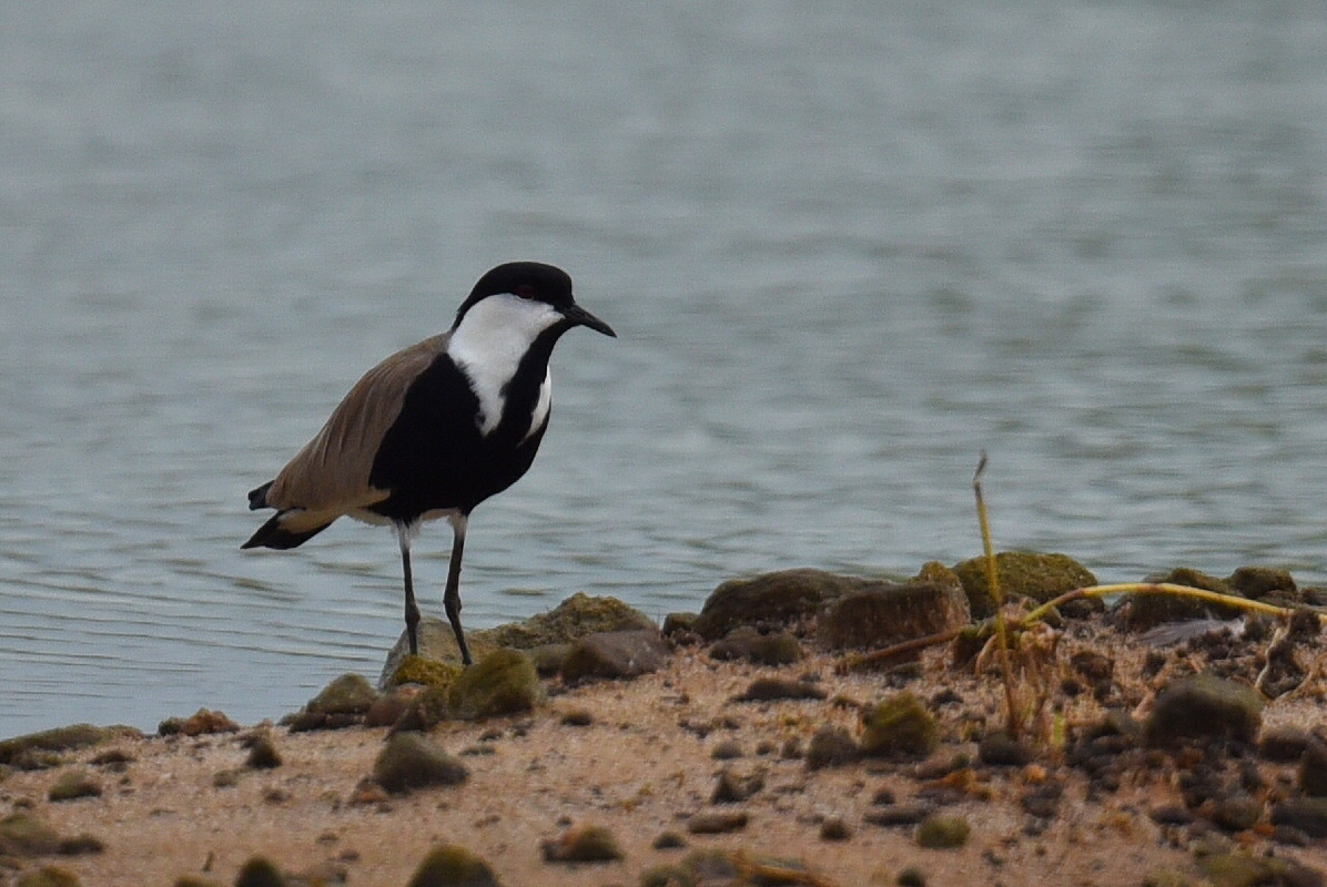 Vagrant Spur-wing Lapwing (documentary photo)