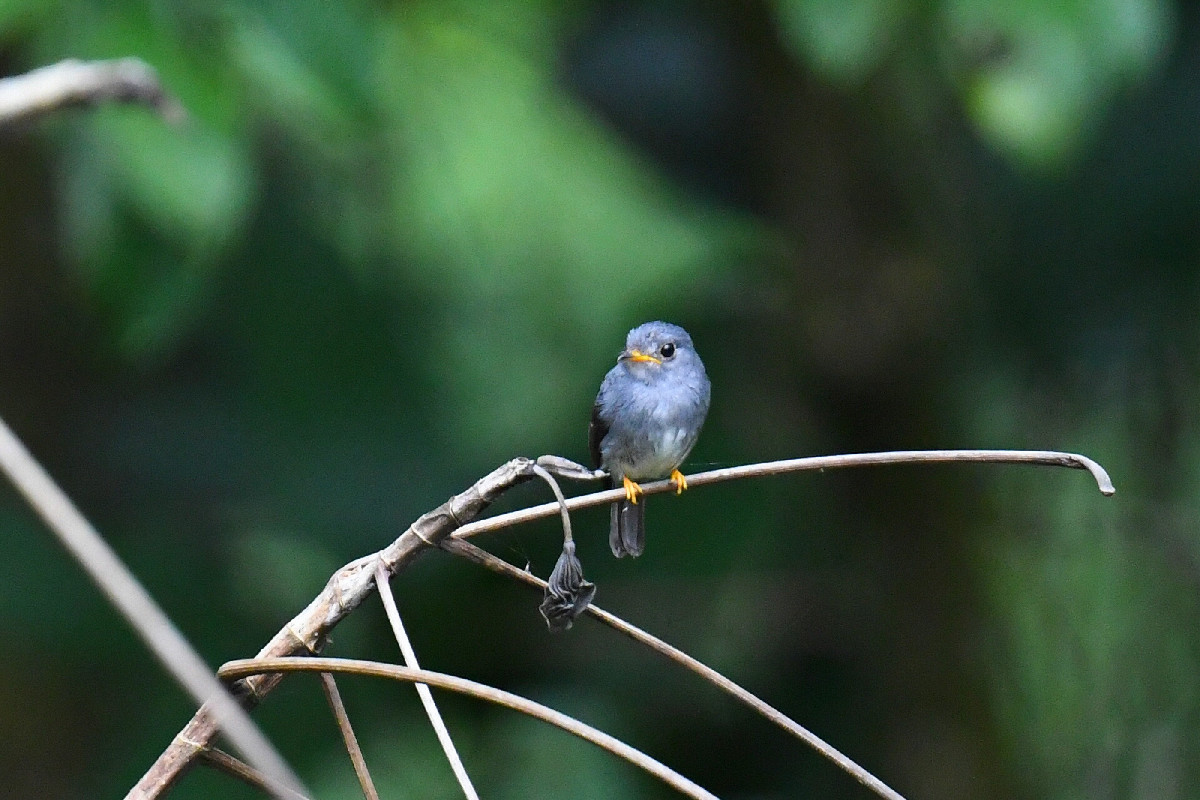 Yellow-footed Flycatcher