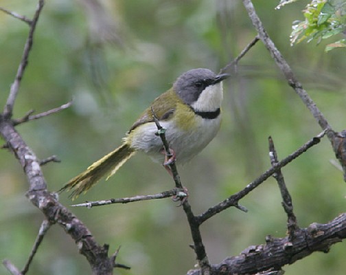 Rudd's Apalis - one of a pair