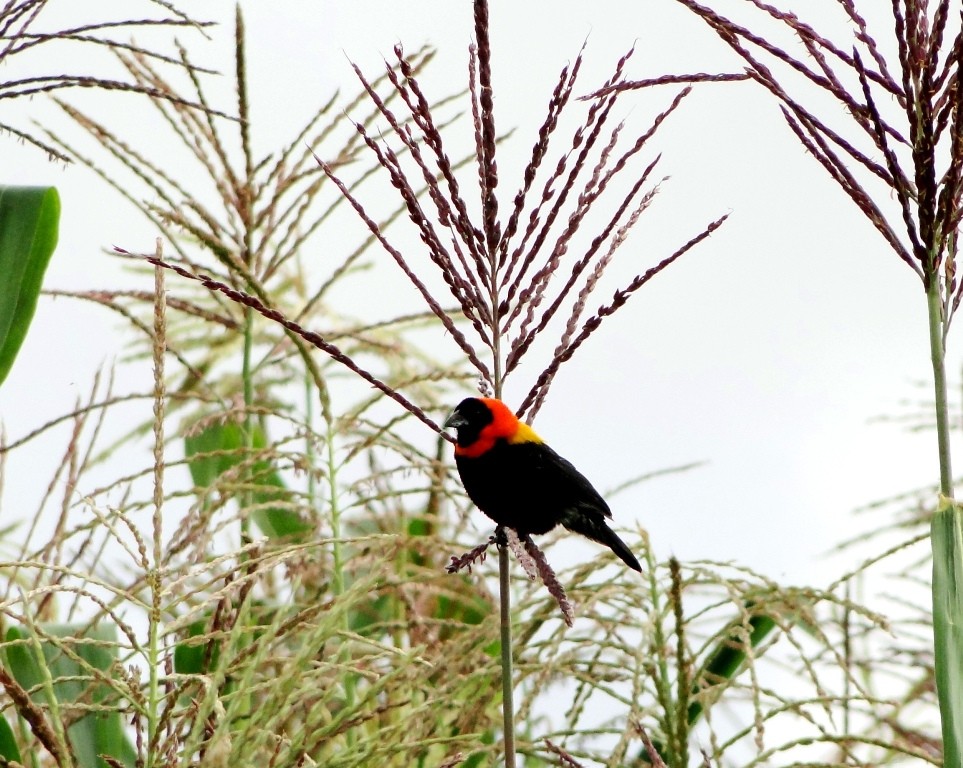 Black bishop perched in a field of corn plantations