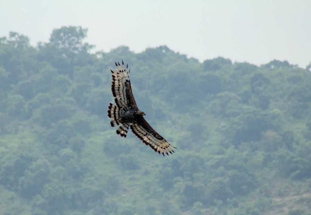 African crowned eagle