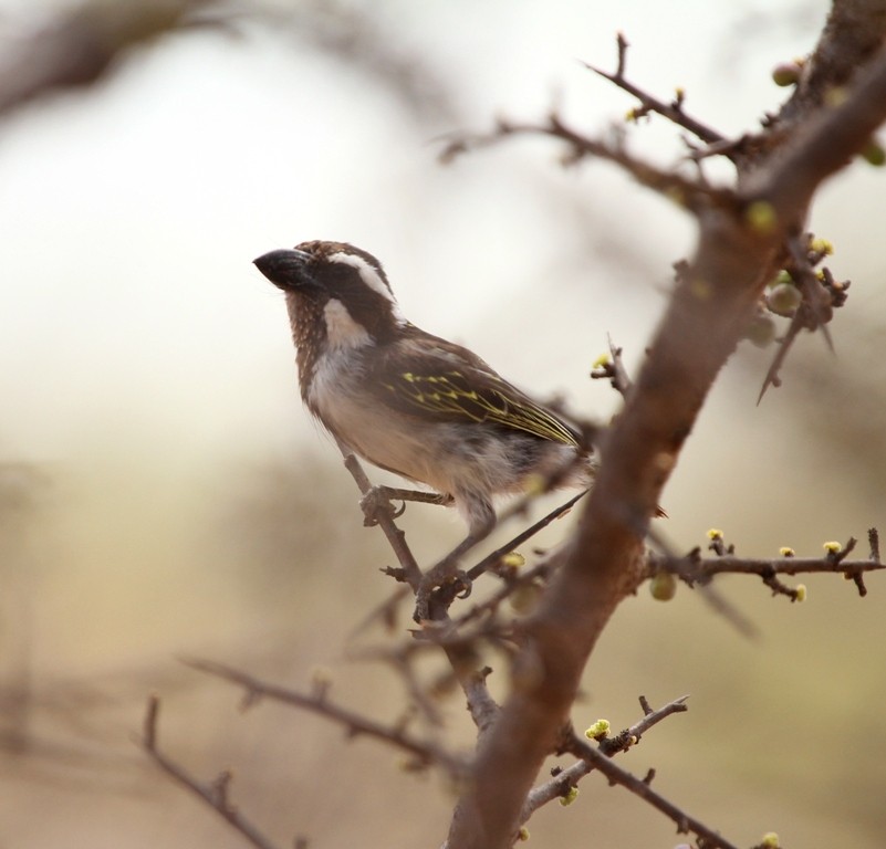 Black-throated barbet