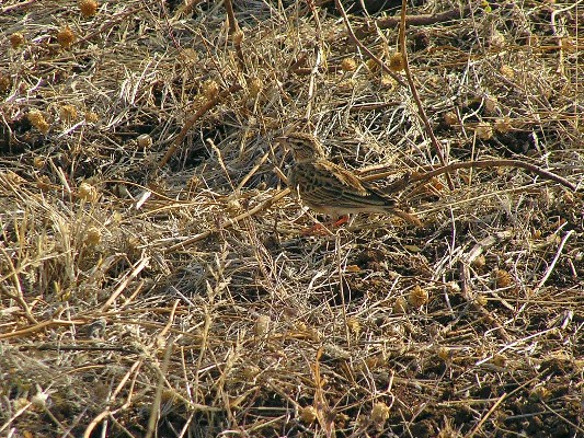 Rufous Short-toed Lark ssp megaensis