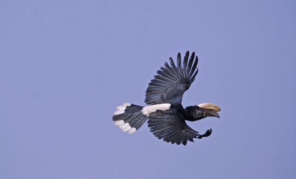 Silvery-cheeked Hornbill