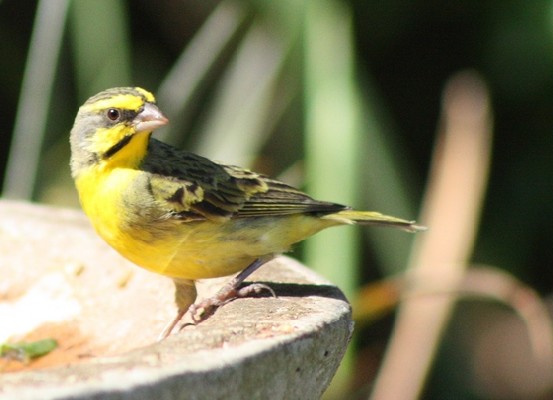 Yellow-eyed canary 870