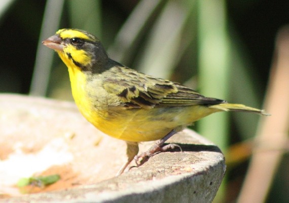 Yellow-eyed canary 