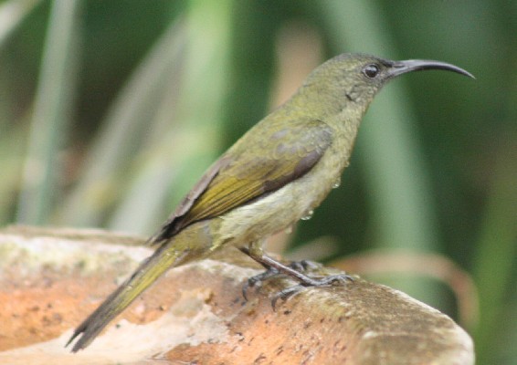 Olive Sunbird > Nectarinia Olivacea (790)