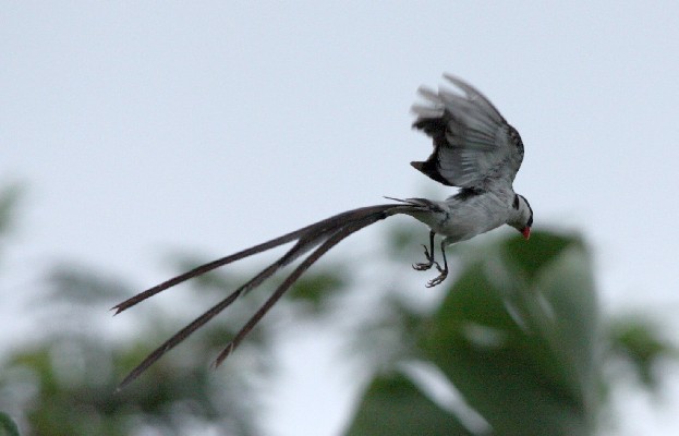 Male Pin-tailed Whydah in Flight