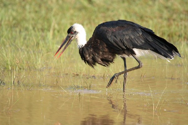 Woolly-necked Stork