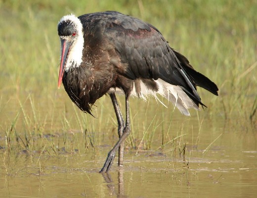 Woolly-necked Stork