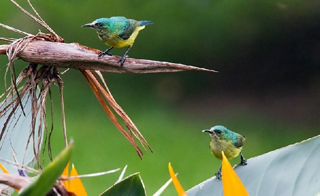 Male & Female Collared Sunbird