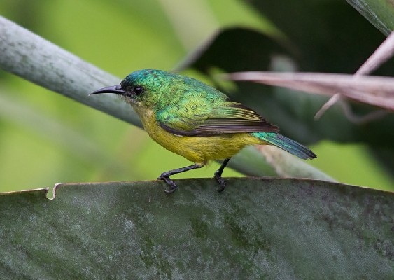 Female Collared Sunbird