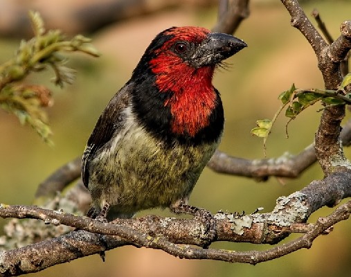 Black-collared Barbet