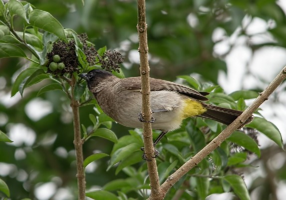 Dark-Capped Bulbul about to feed