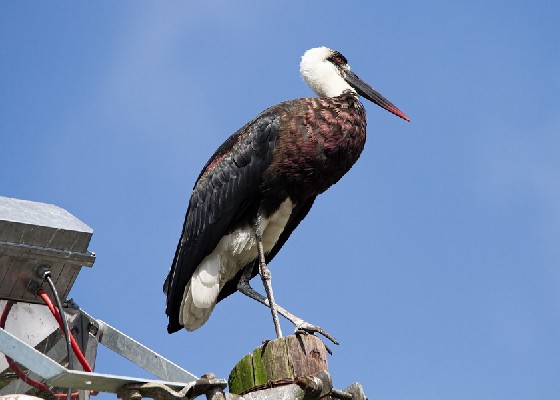 Woolly_Necked Stock on a pole