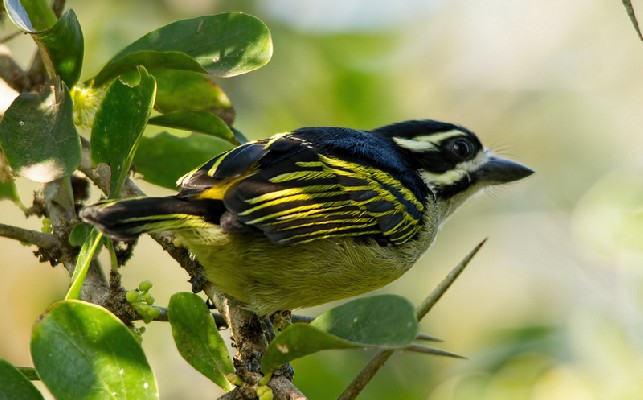 Yellow-rumped Tinkerbird