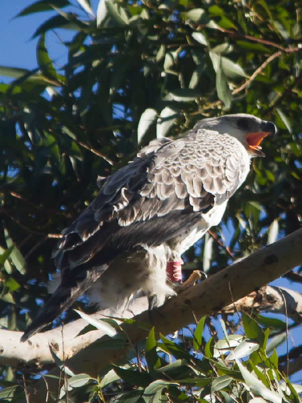 Juvenile Crowned Eagle - Calling