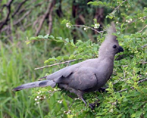 Grey Go-Away Bird (Lourie)