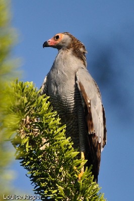 Immature Madagascar harrier hawk at Ranobe forest