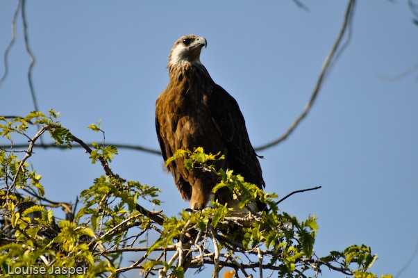 A Madagascar fish eagle at Manombolomaty