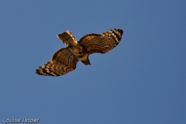 A Madagascar cuckoo hawk in flight above spiny forest
