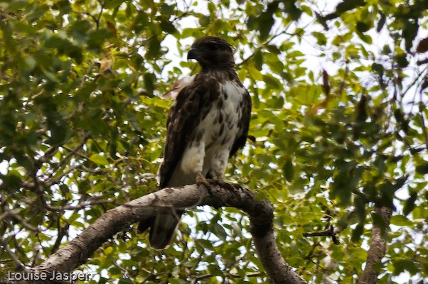 Madagascar cuckoo hawk