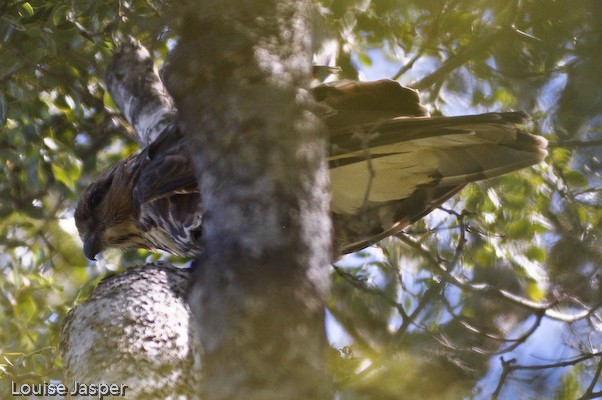 A Madagascar cuckoo hawk perched in a tree 