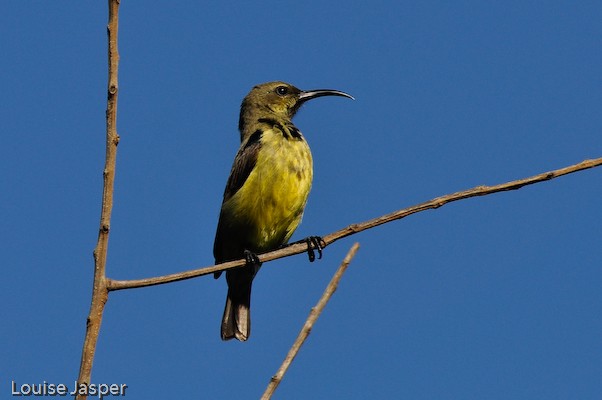 Female long-billed green sunbird