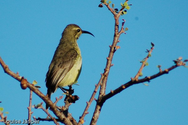 Female long-billed green sunbird, preening in the early morning