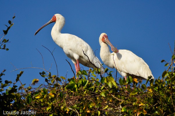 African spoonbill