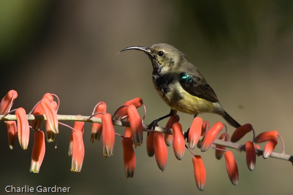 Non-breeding Souimanga sunbird feeding on flowers of Aloe divaricata