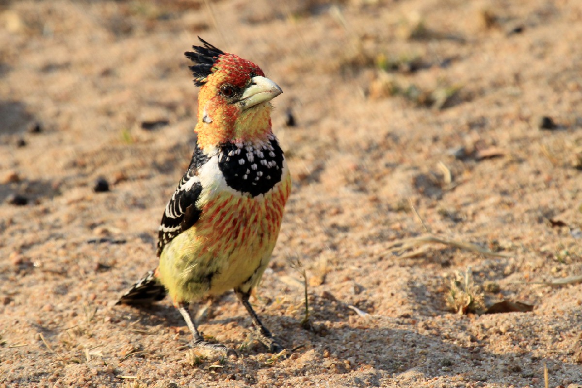 Crested Barbet