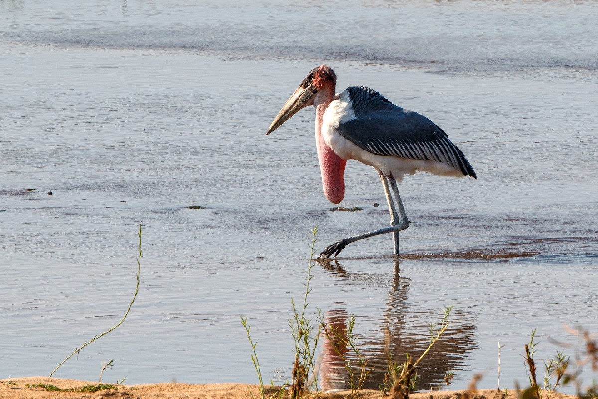 Marabou Stork